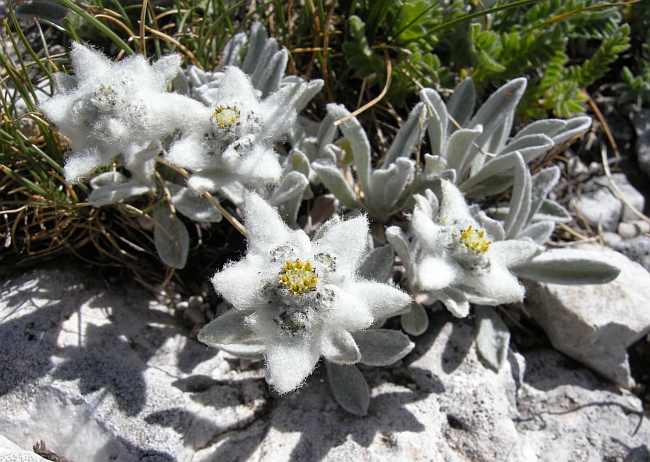 Leontopodium nivale / Stella alpina  appenninica